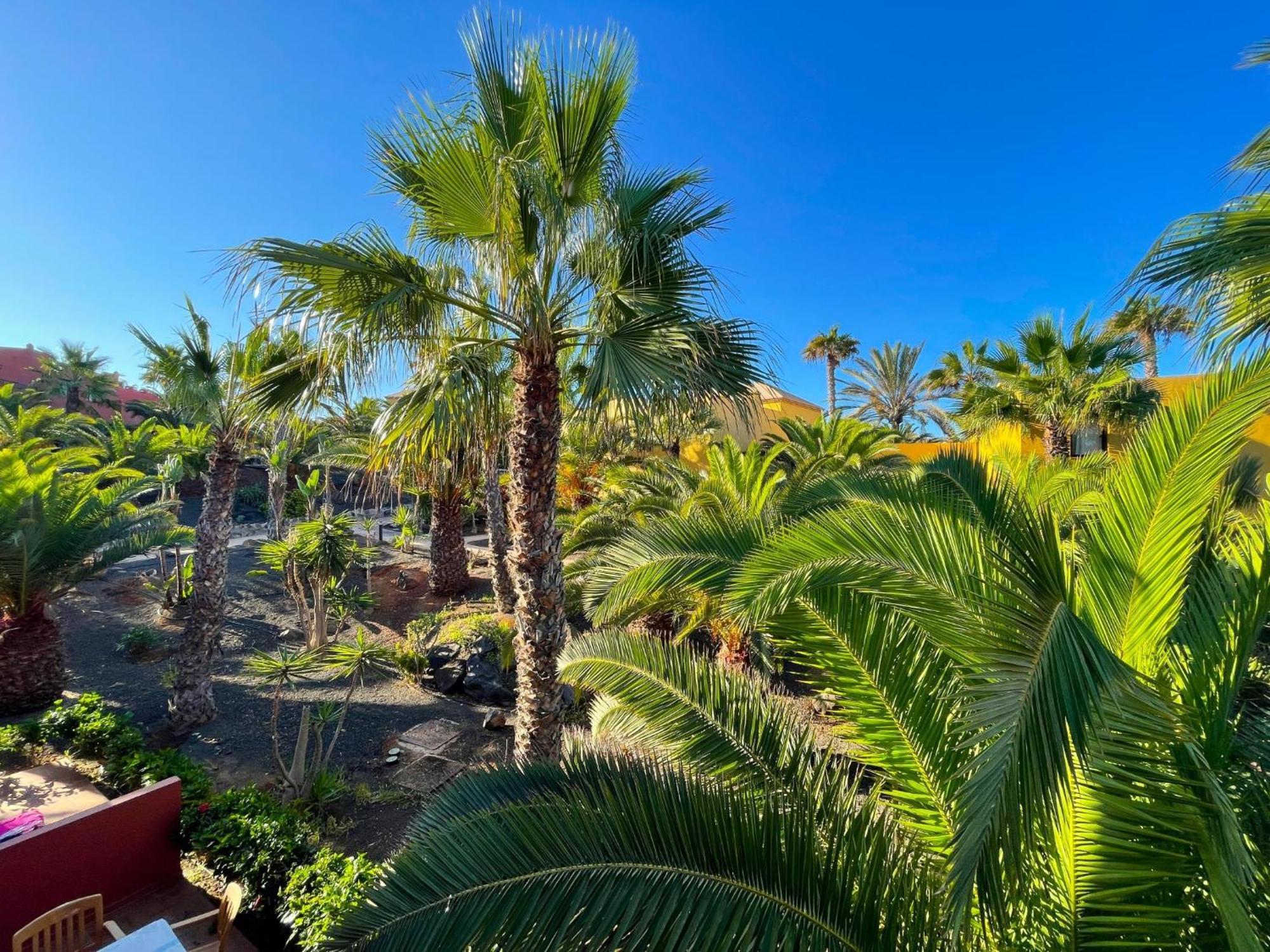 Oasis Tamarindo By Best Holidays Fuerteventura Corralejo Rum bild